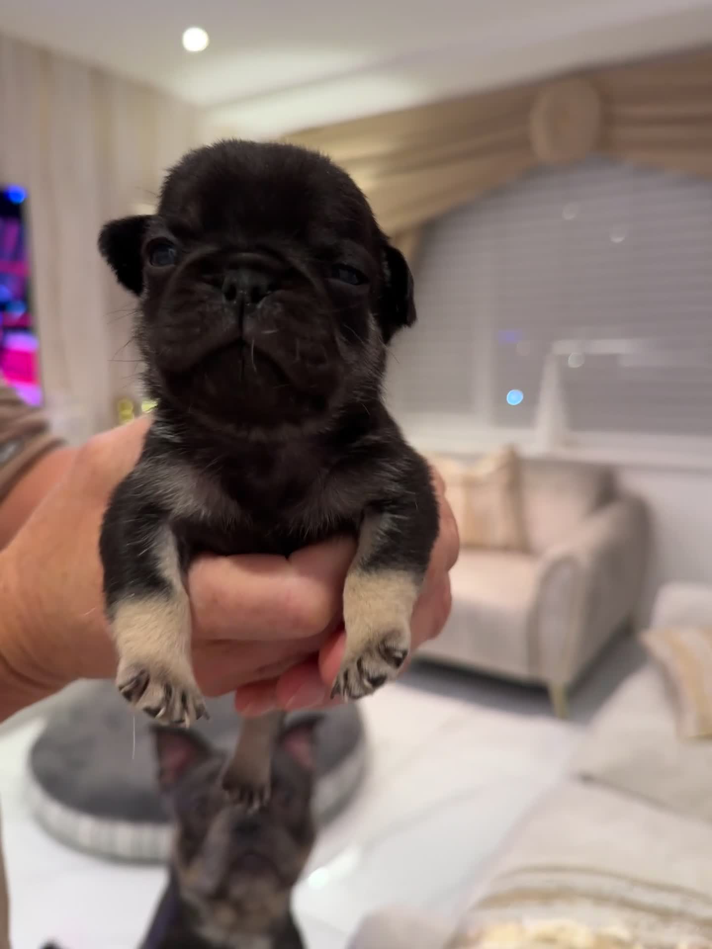Frug dogs for sale: Pug/frenchie  - Video 1