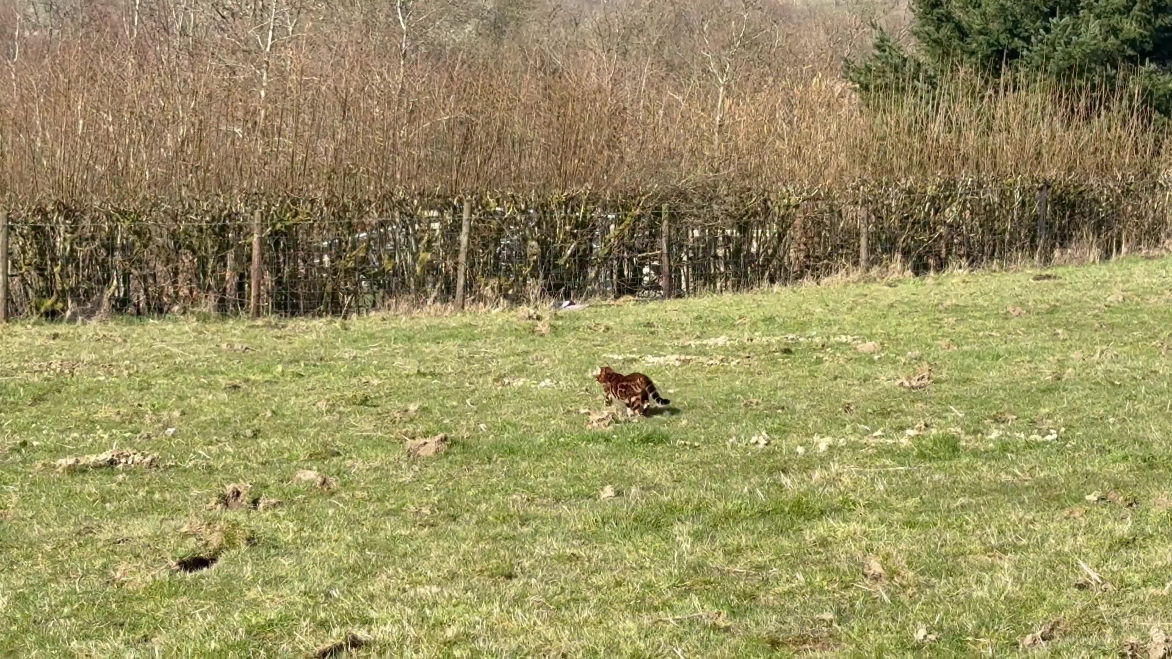 Bengal cats for sale: Exceptional Bengal Heritage Kittens in Llangammarch Wells - Video 1