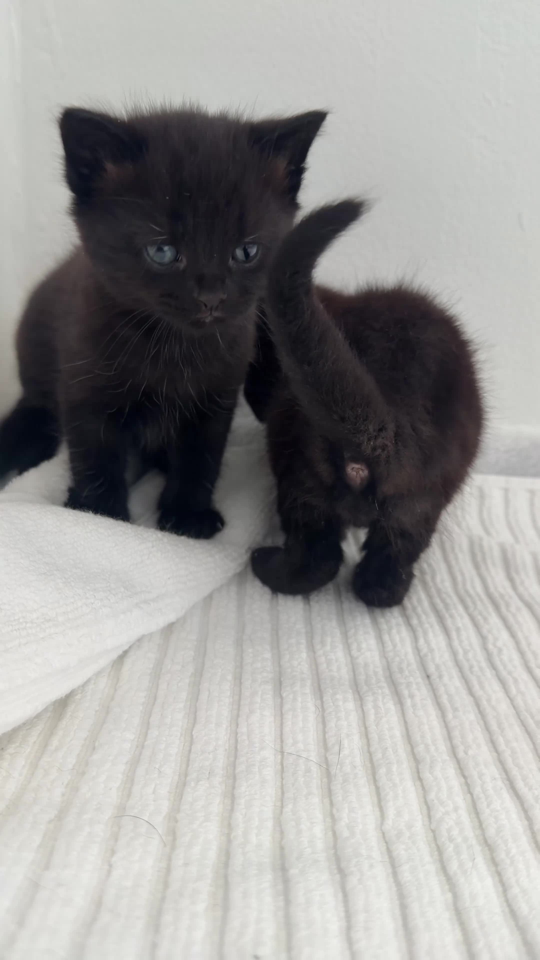 Mixed Breed cats for sale: Adorable Friendly Male Kittens🐈‍⬛🤍 - Video 1