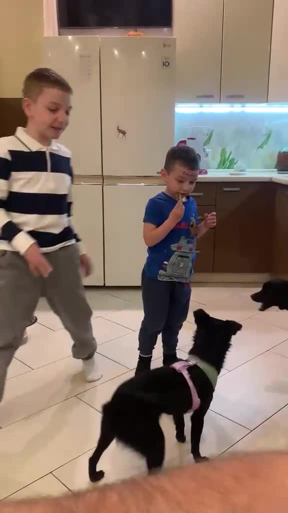 Mixed Breed dogs for adoption: ❤️🐶 PULKA – SHE OFFERS HER PAW… AND WHOLE HEART in Burton-on-Trent - Video 3