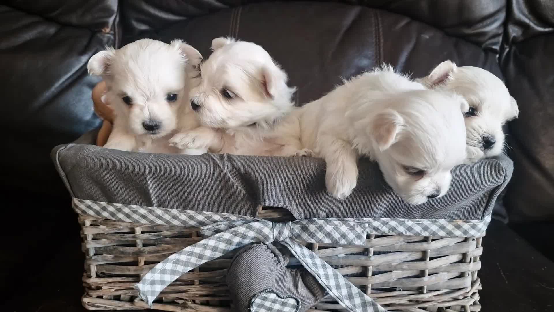 Maltese dogs for sale: Miniature Korean Maltese puppies for adoption - Video 5