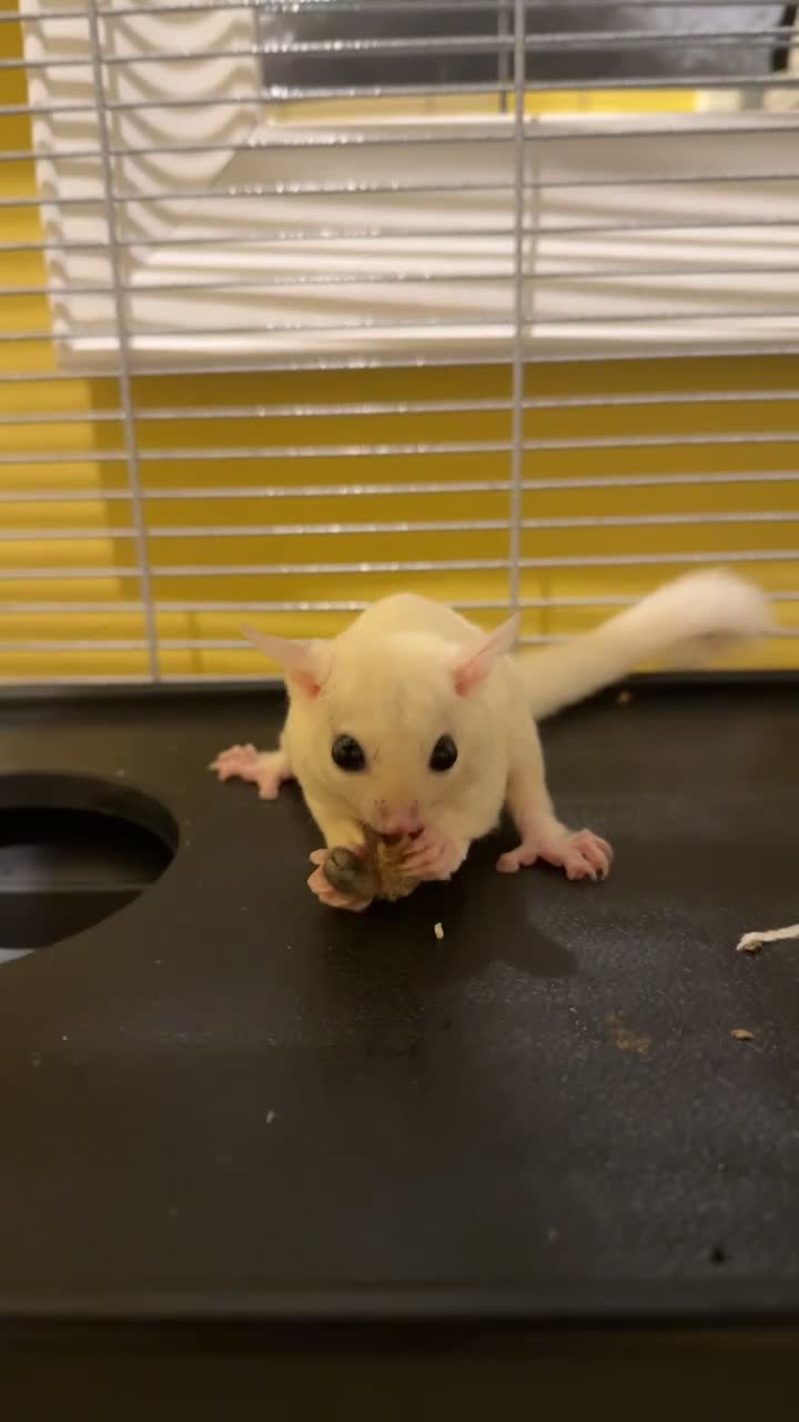 Sugar Glider rodents for sale: Pair of sugar gliders  in Widnes - Video 1