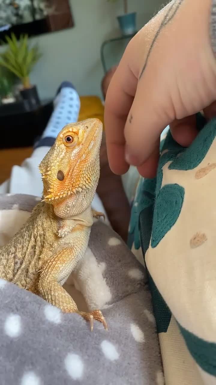 Bearded Dragon reptiles for sale: Bearded dragon in Horsham - Video 1