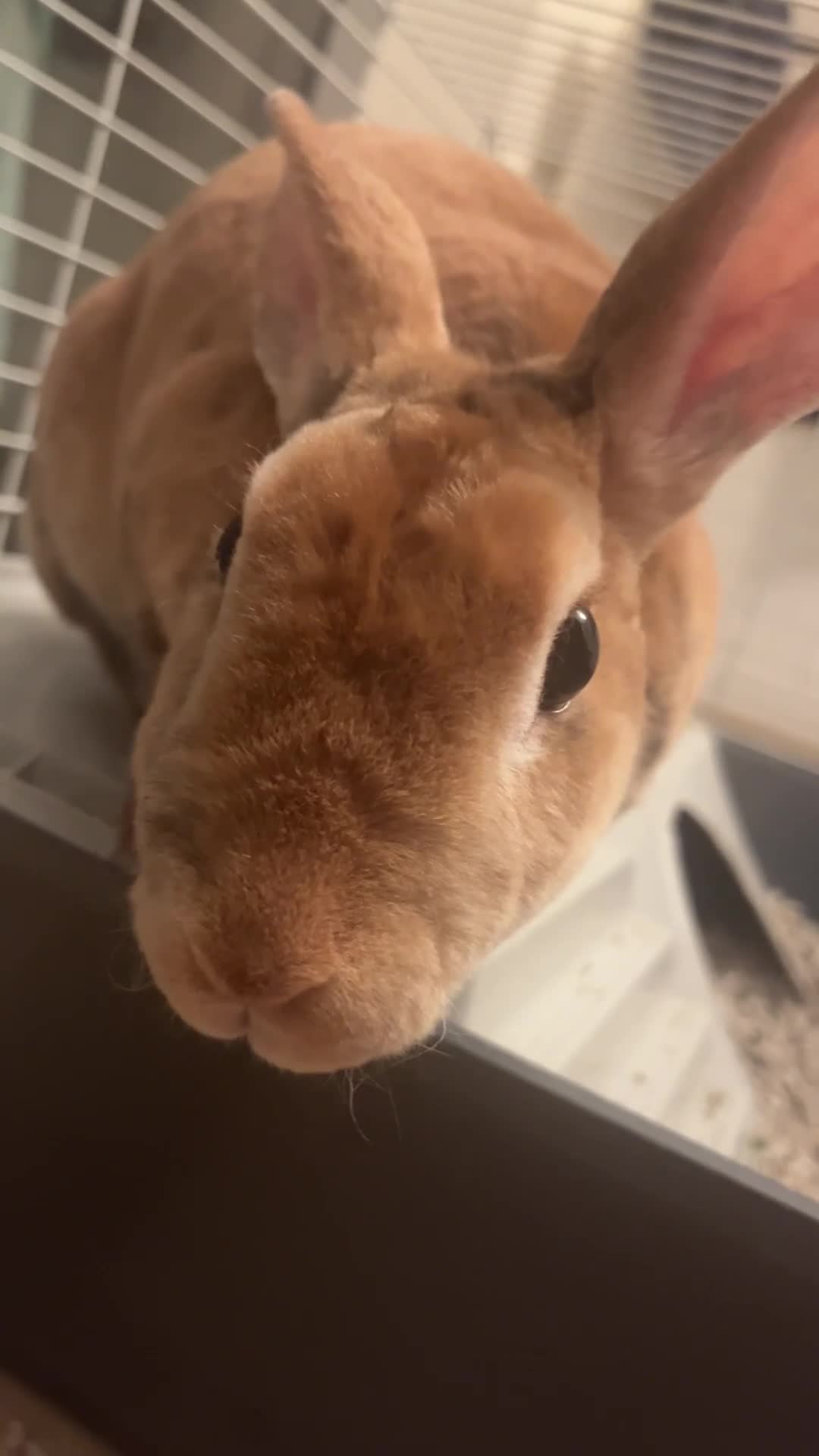 Rex rabbits for sale: Rex Rabbit in London - Video 1