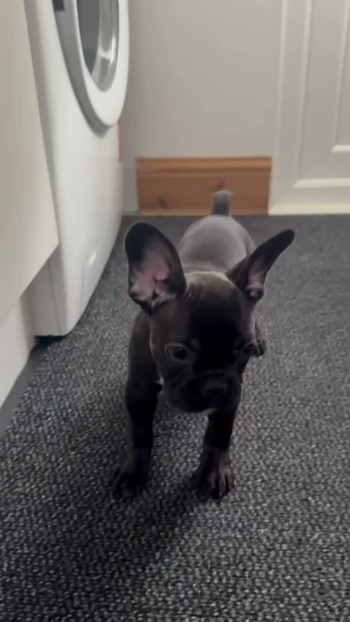 French Bulldog dogs for sale: 3 French bulldog puppies ready to find their home  - Video 3
