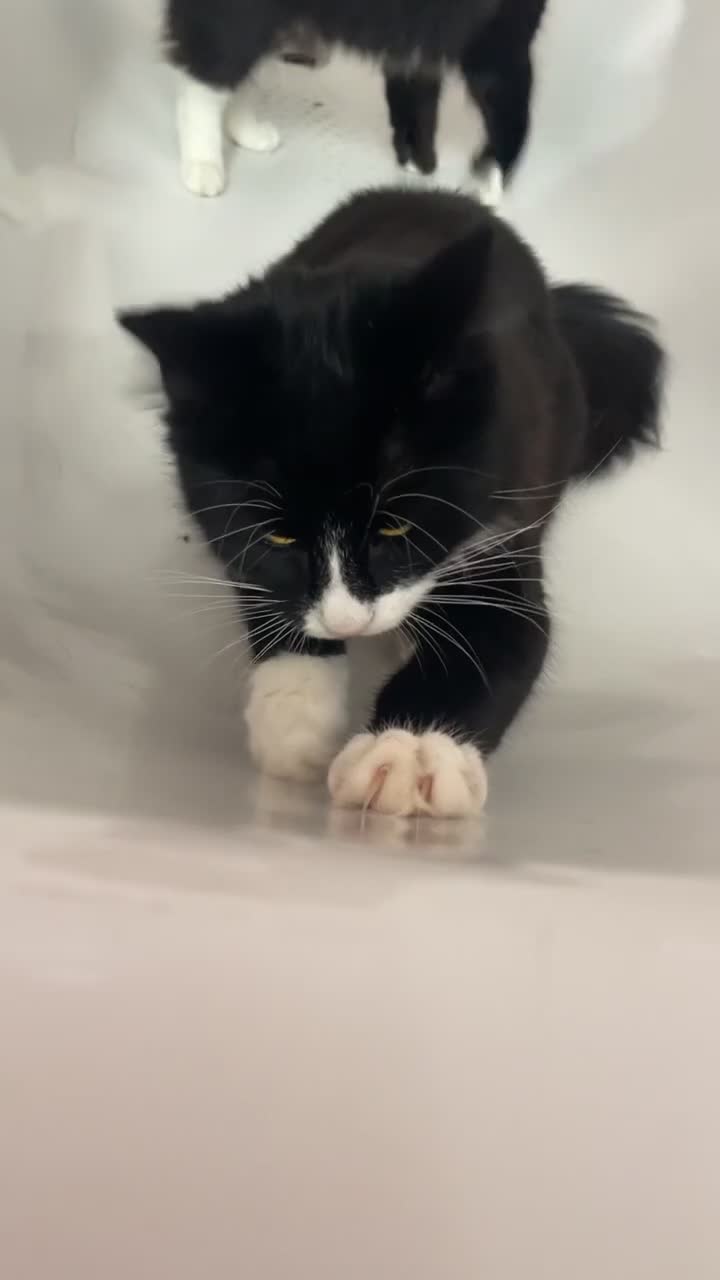 British Longhair cats for sale: 🐾 Playful Young Cat in Need of a Loving Home - Video 1