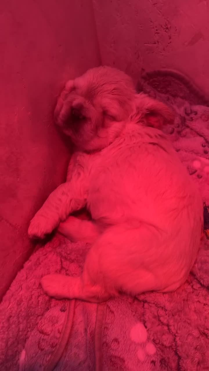 French Bulldog dogs for sale: Quality 5star🌟full visual fluffy French bulldogs  - Video 1