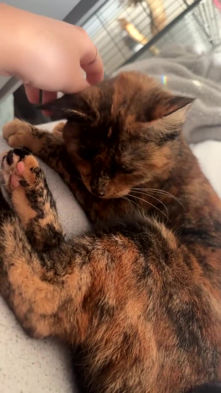 Mixed Breed cats for sale: Gorgeous tortoise shell girl - Video 1