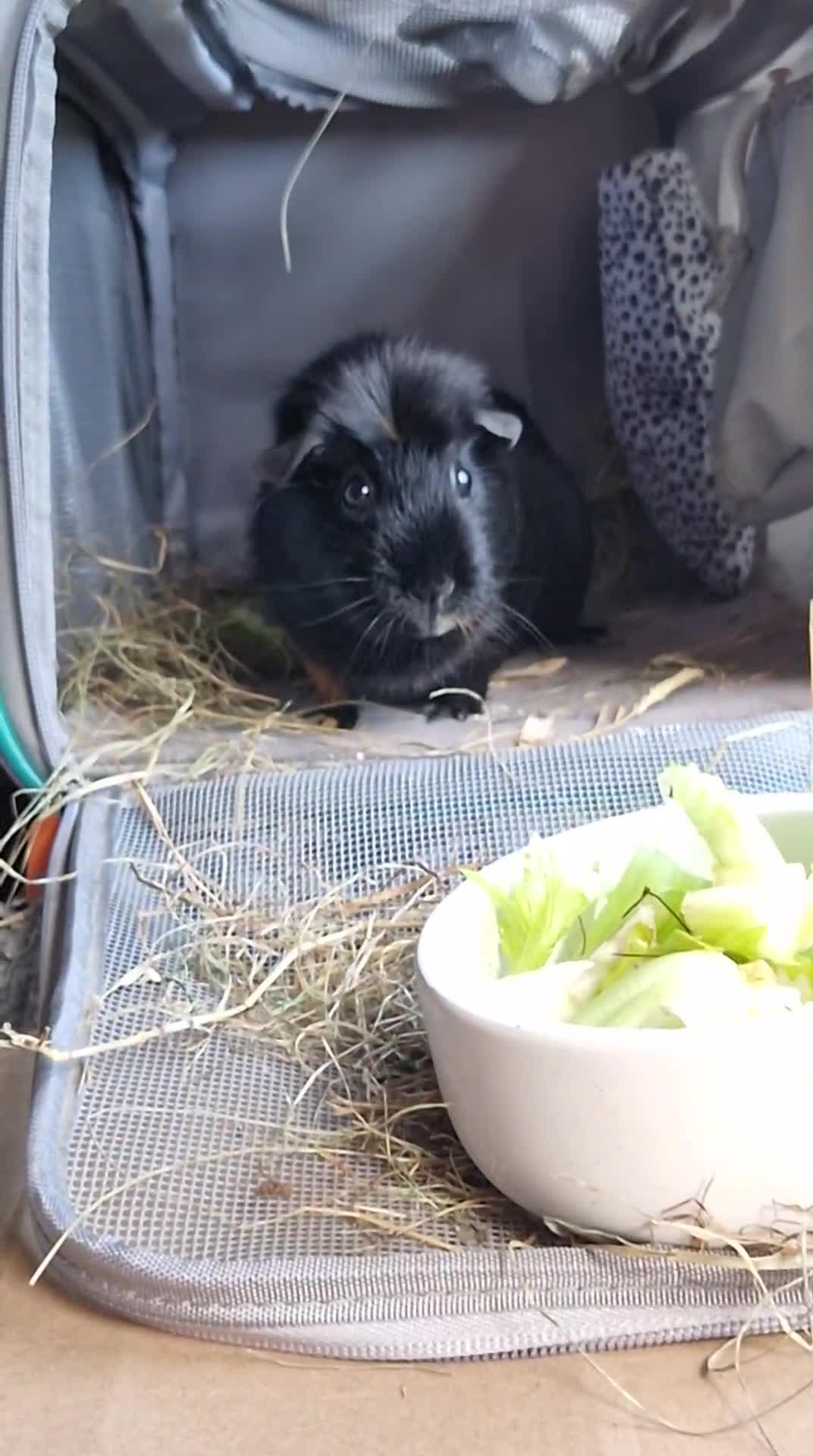 Guinea Pig rodents for sale: Smooth coat american for forever home - Video 3
