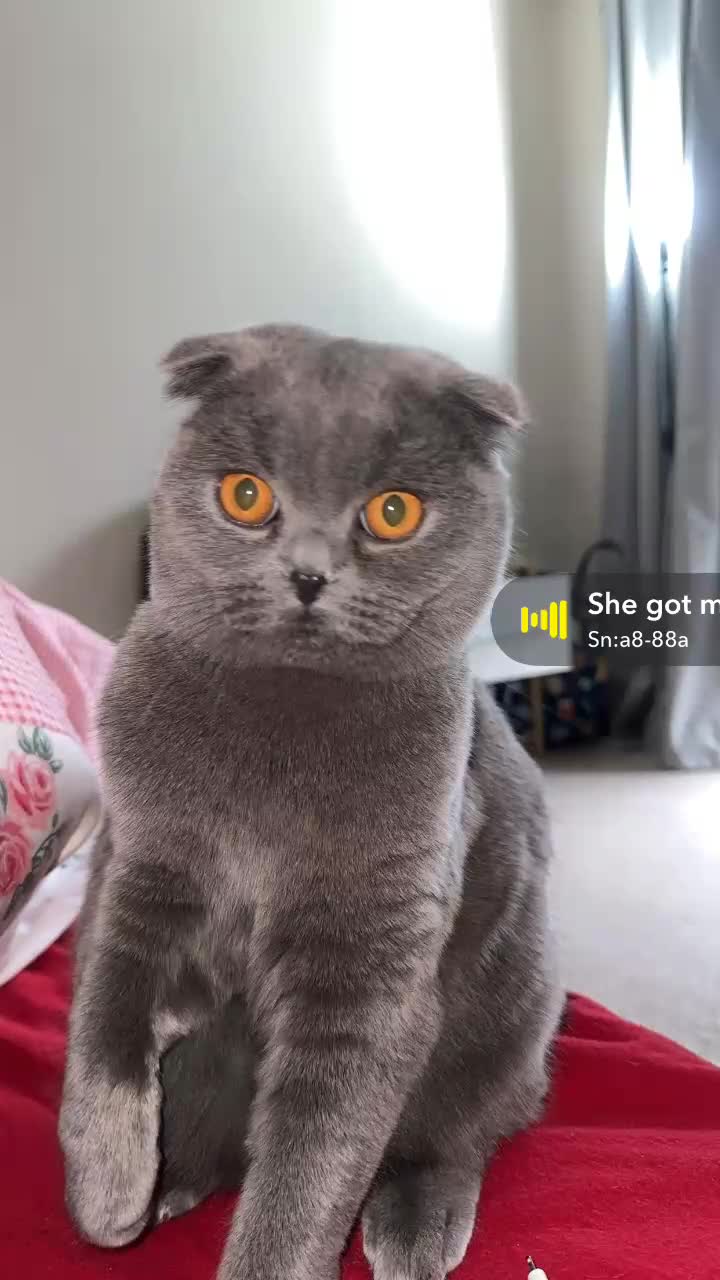 Scottish Fold cats for sale: Scottish fold kitten - GUCCI  - Video 1