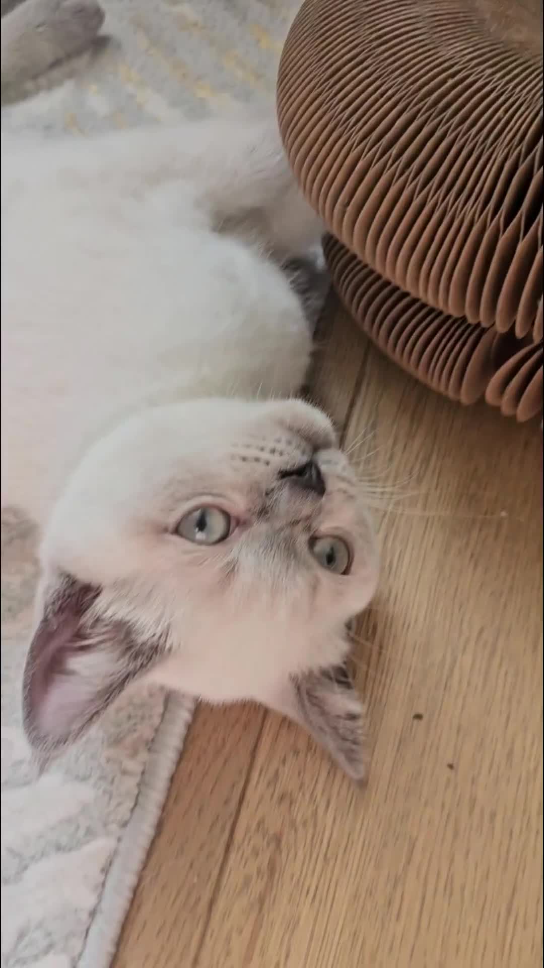 Scottish Fold cats for sale: 😻SF pedigree TICA 😸 READY TO LEAVE😸 - Video 5