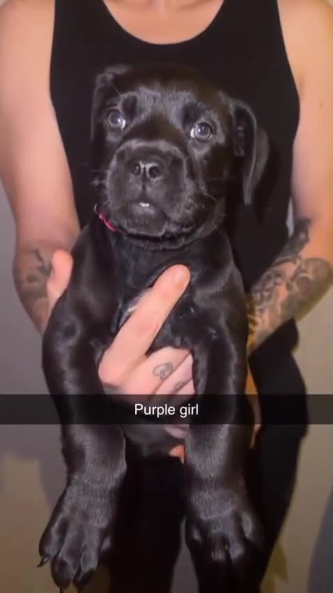 Cane Corso dogs for sale: Cane Corso Puppies - 4 Females & 1 Male, Ready Now - Video 1