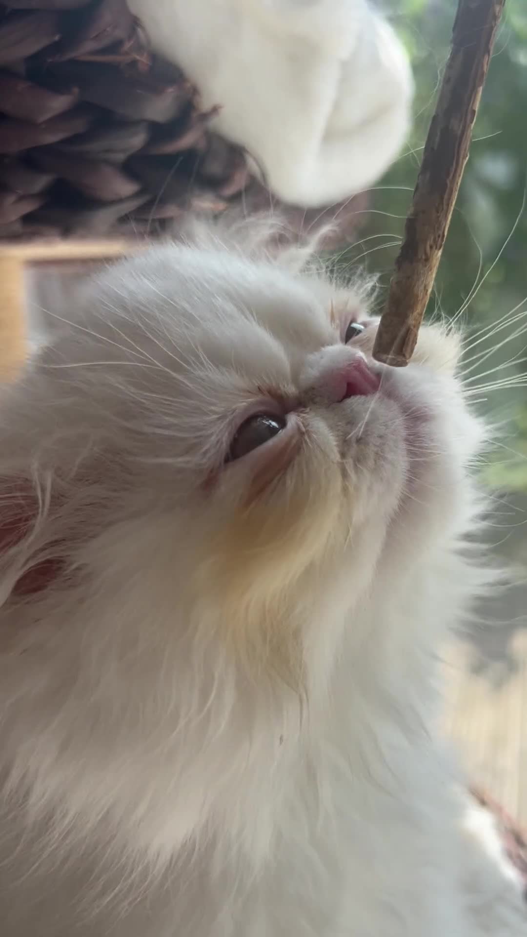 Persian cats for sale: Beautiful Male Kitten Looking for His Forever Home - Video 1