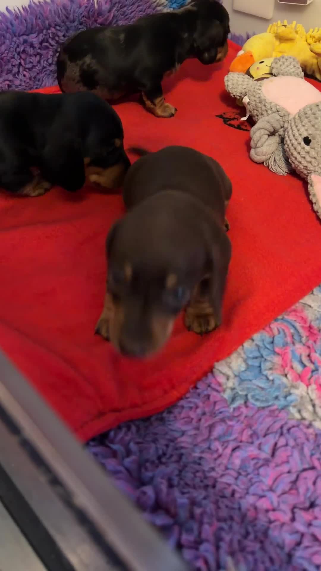 Miniature Dachshund dogs for sale: Licensed. Min smooth, kc/pra clear ready 25/5  - Video 4