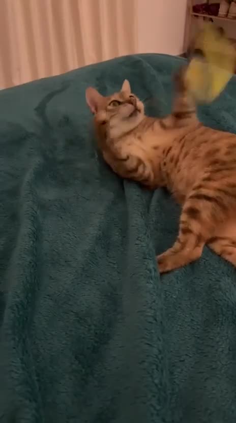 Mixed Breed cats for adoption: CARLA AMAZING RESILIENT FEET MISSING AFFECTIONATE  - Video 4