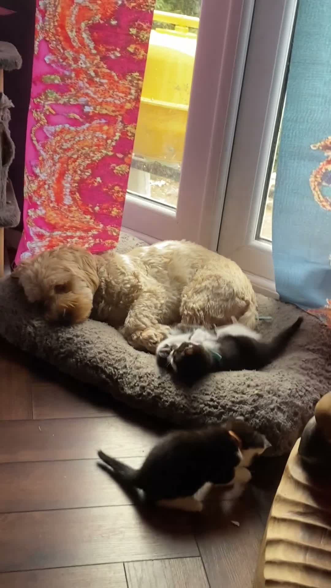 Domestic Shorthair cats for sale: 3 Beautiful Boy Kittens Looking for Forever Homes in Newport - Video 2