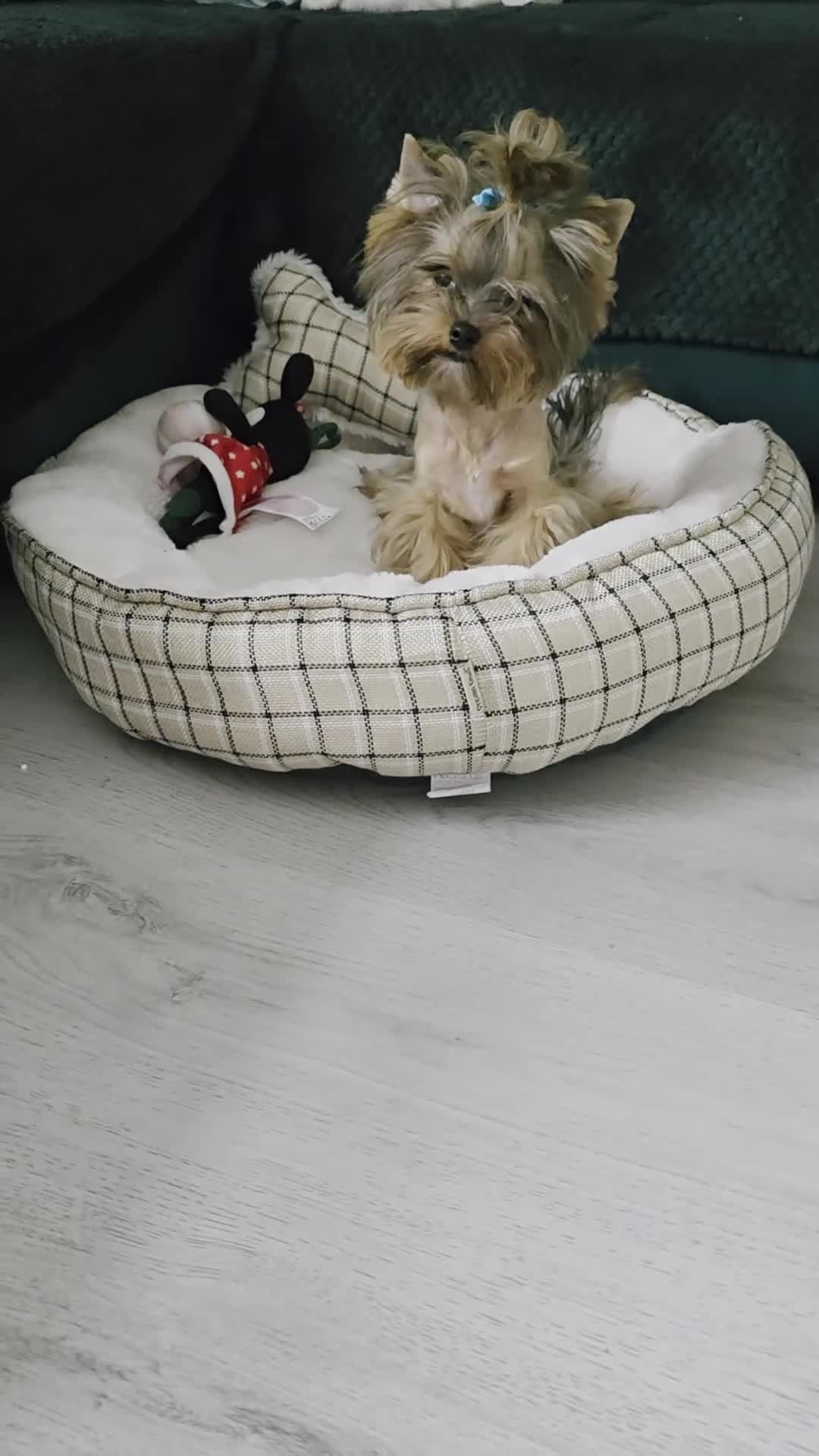 Yorkshire Terrier dogs for sale: Mini Yorkshire terrier boy - Video 1