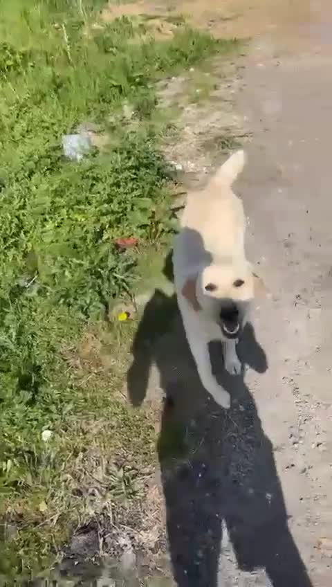 Labrador Retriever dogs for sale: Beautiful lab puppies looking forever homes ❤️ - Video 3