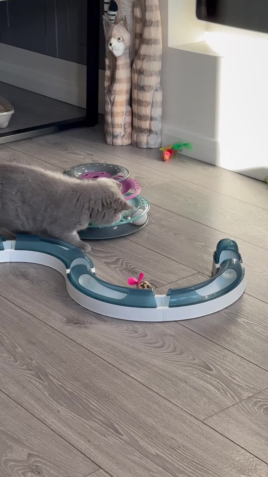 British Shorthair cats for sale: 1 left - Scottish Straight Blue Kittens  - Video 1