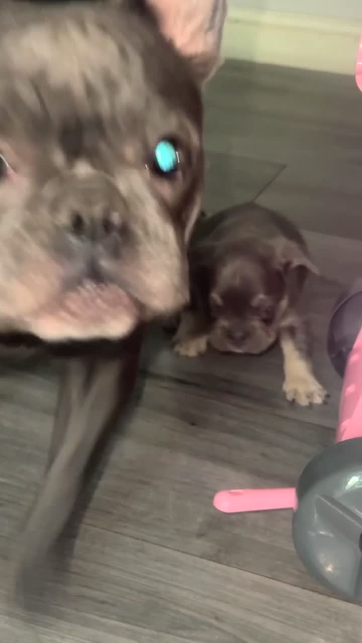 French Bulldog dogs for sale: 3 beautiful frenchie boys  - Video 2