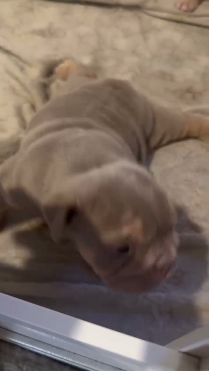 English Bulldog dogs for sale: English bulldog puppies ready to leave in 4 weeks  - Video 2