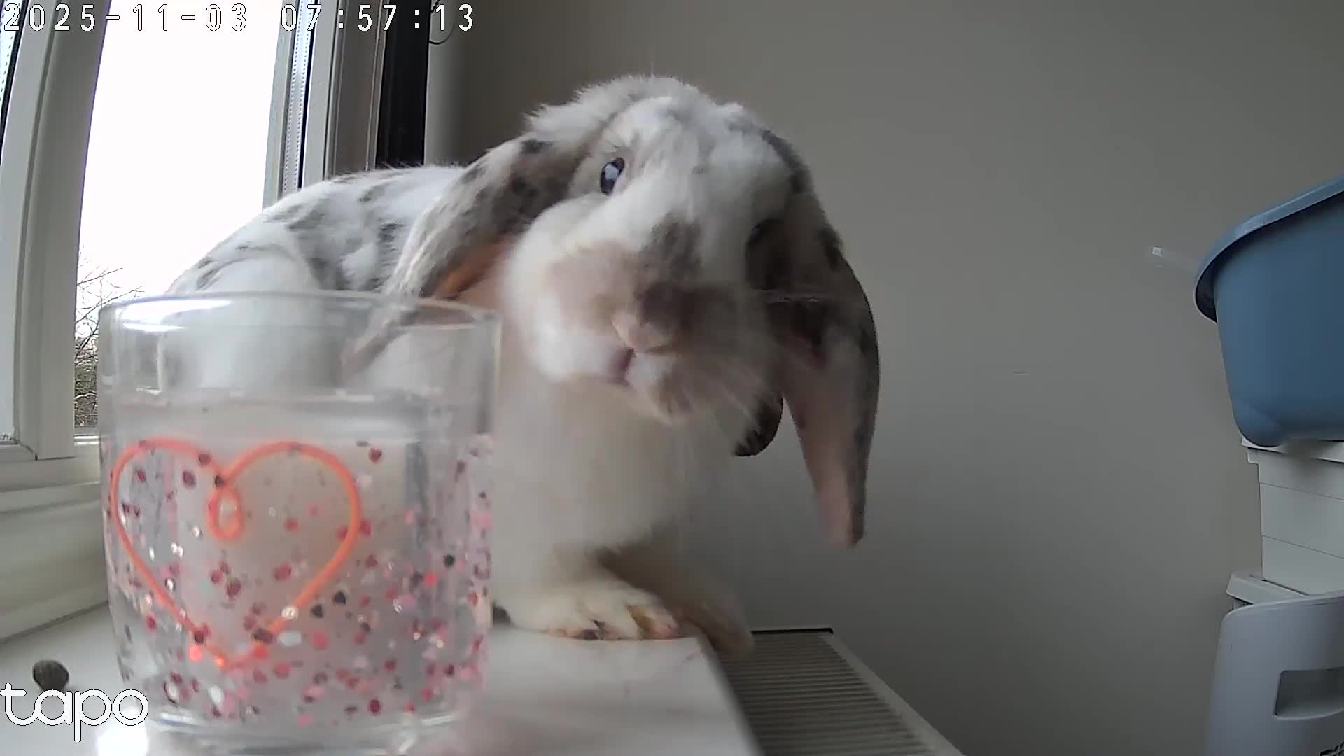 Dwarf Lop rabbits for sale: House bunny needing rehoming🐰 - Video 2