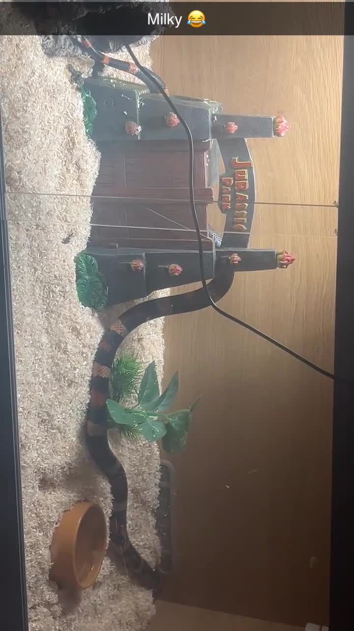 Milk Snake reptiles for sale: Beautiful milk snake  in Worthing - Video 2