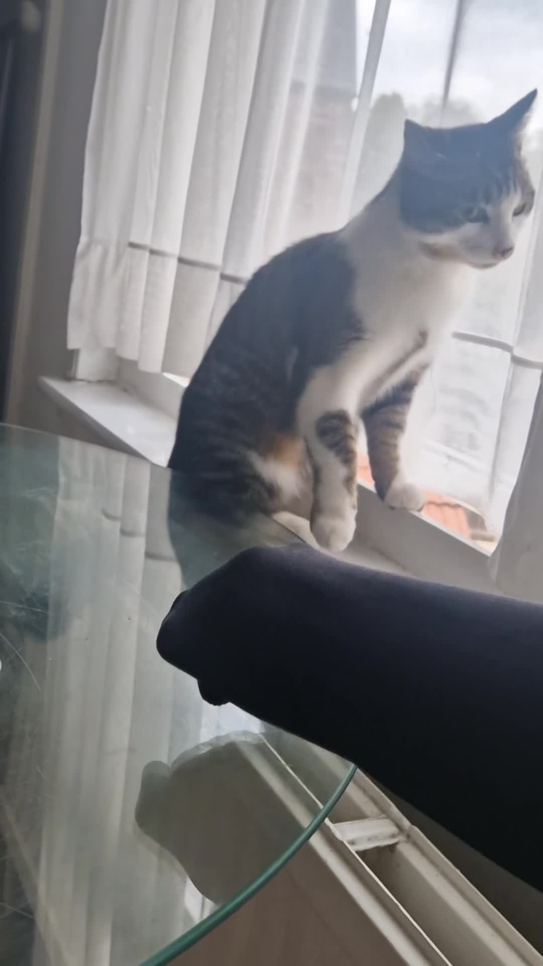 Domestic Shorthair cats for sale: Cat available today - Video 2