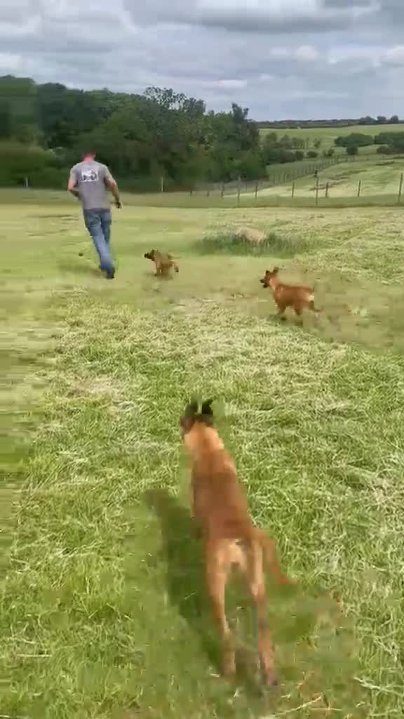Mixed Breed dogs for sale: Adorable Bullmastiff x Malinois puppies!  in Kettering - Video 1