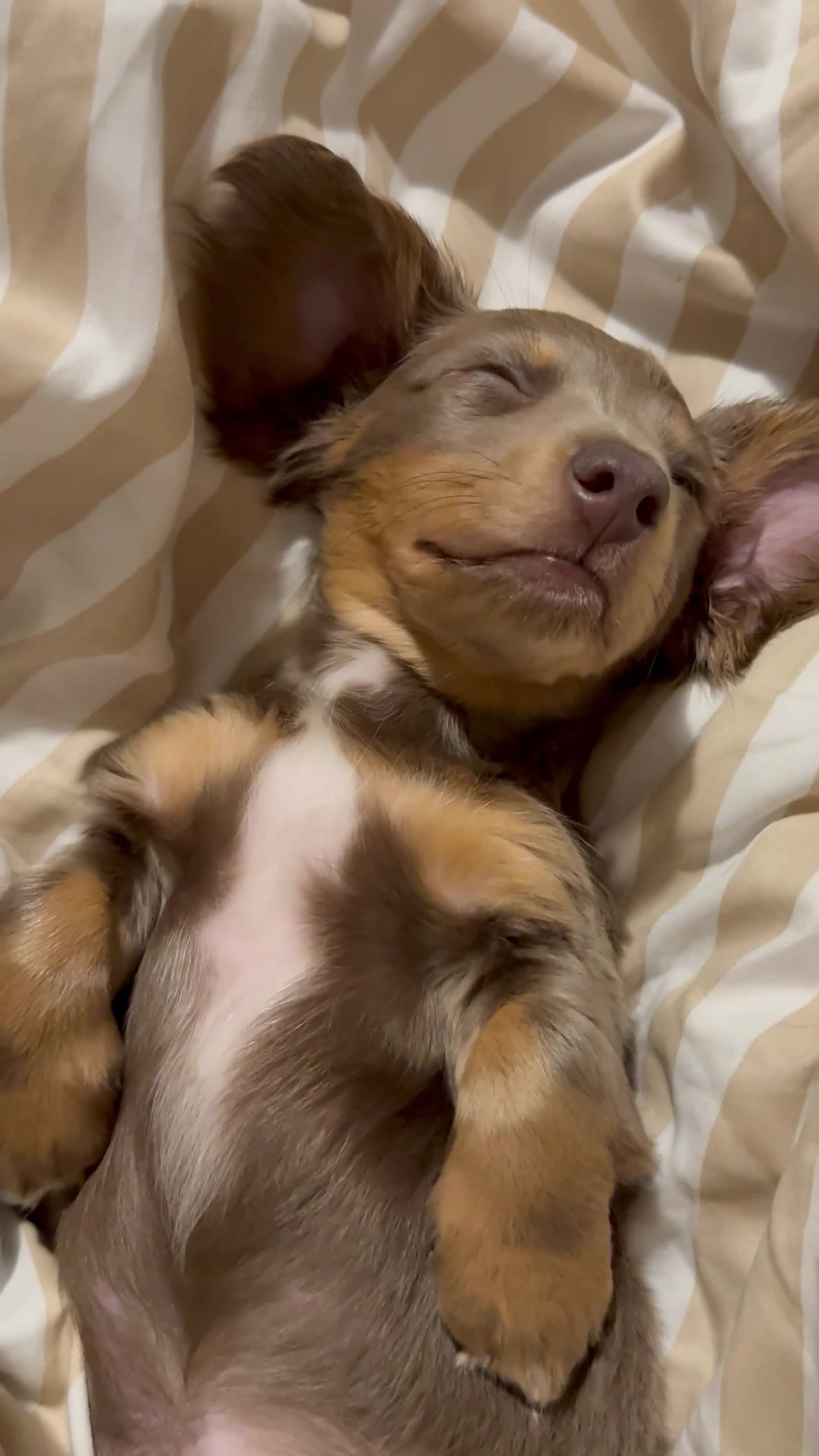 Miniature Dachshund dogs for sale: Miniature dachshund  - Video 4