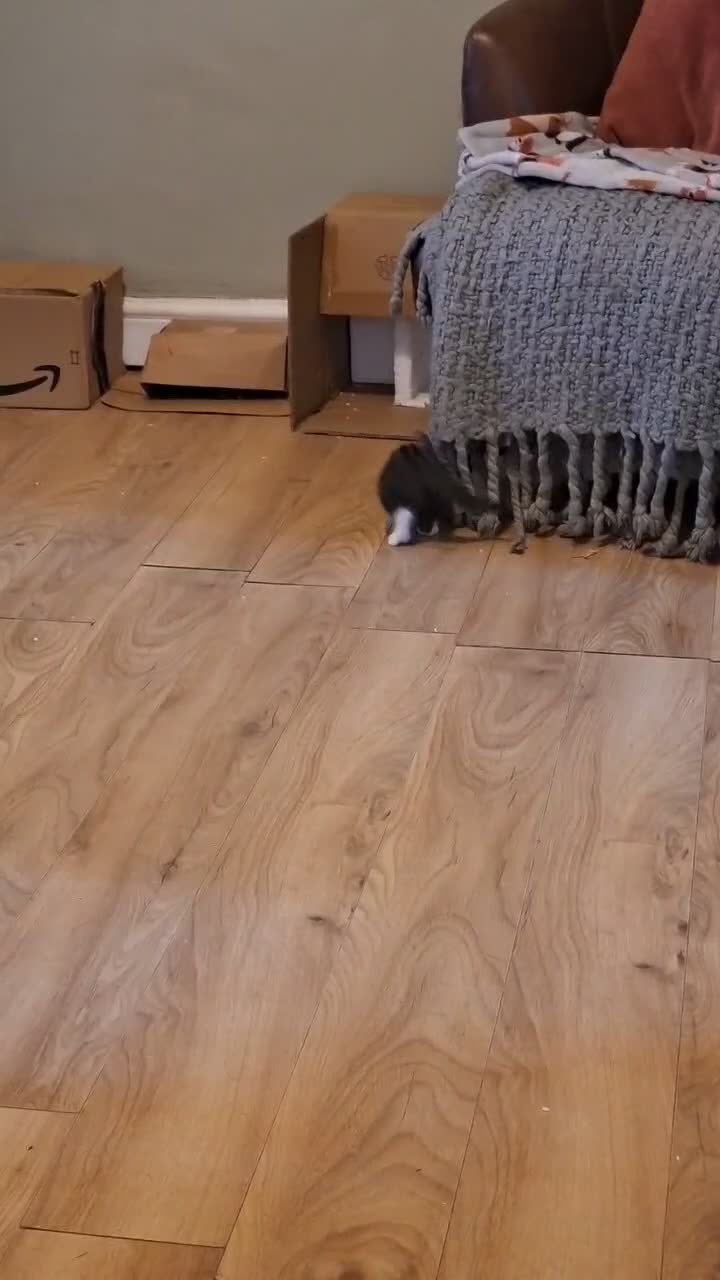 Mixed Breed cats for sale: 5 adorable kittens - Video 2