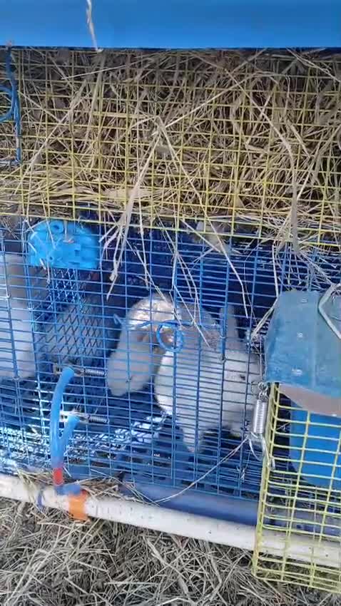 Continental Giant rabbits for sale: Transavania giants  - Video 1