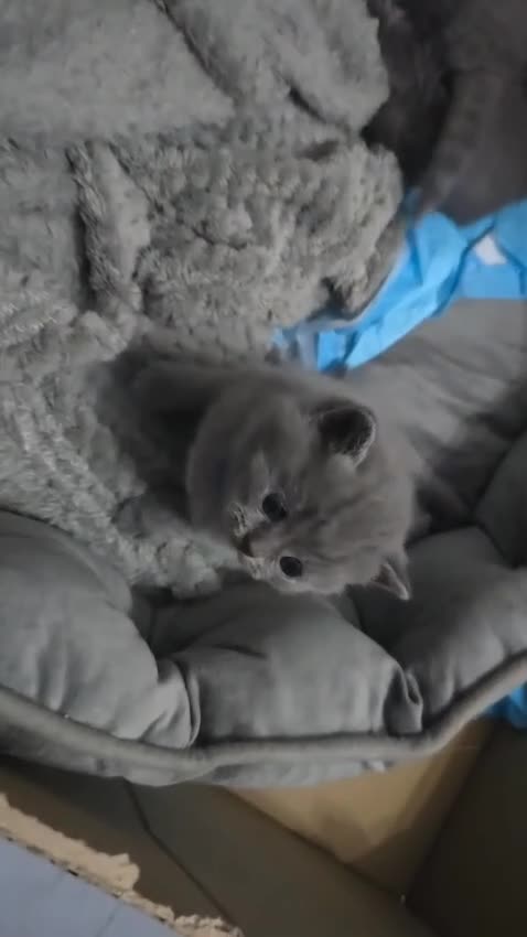 British Shorthair cats for stud: Lilac BSH proven STUD - Video 4