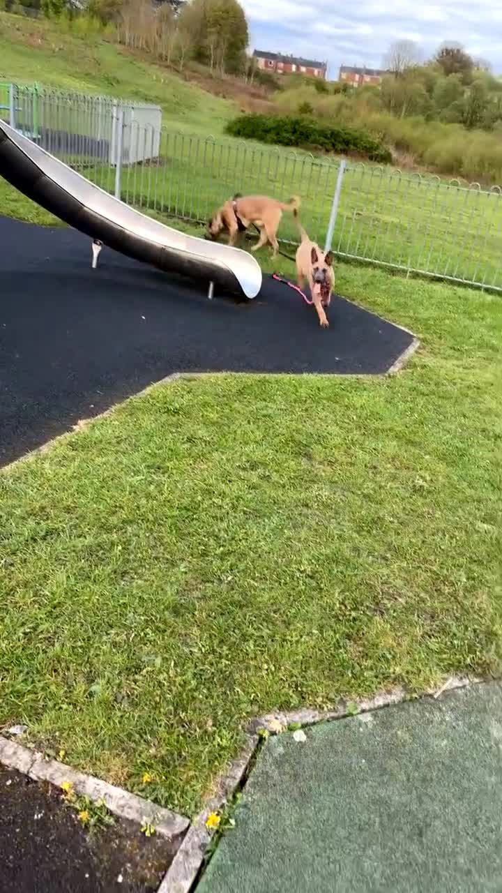 Mixed Breed dogs for sale: Belgium malinois x German Shepard  - Video 2