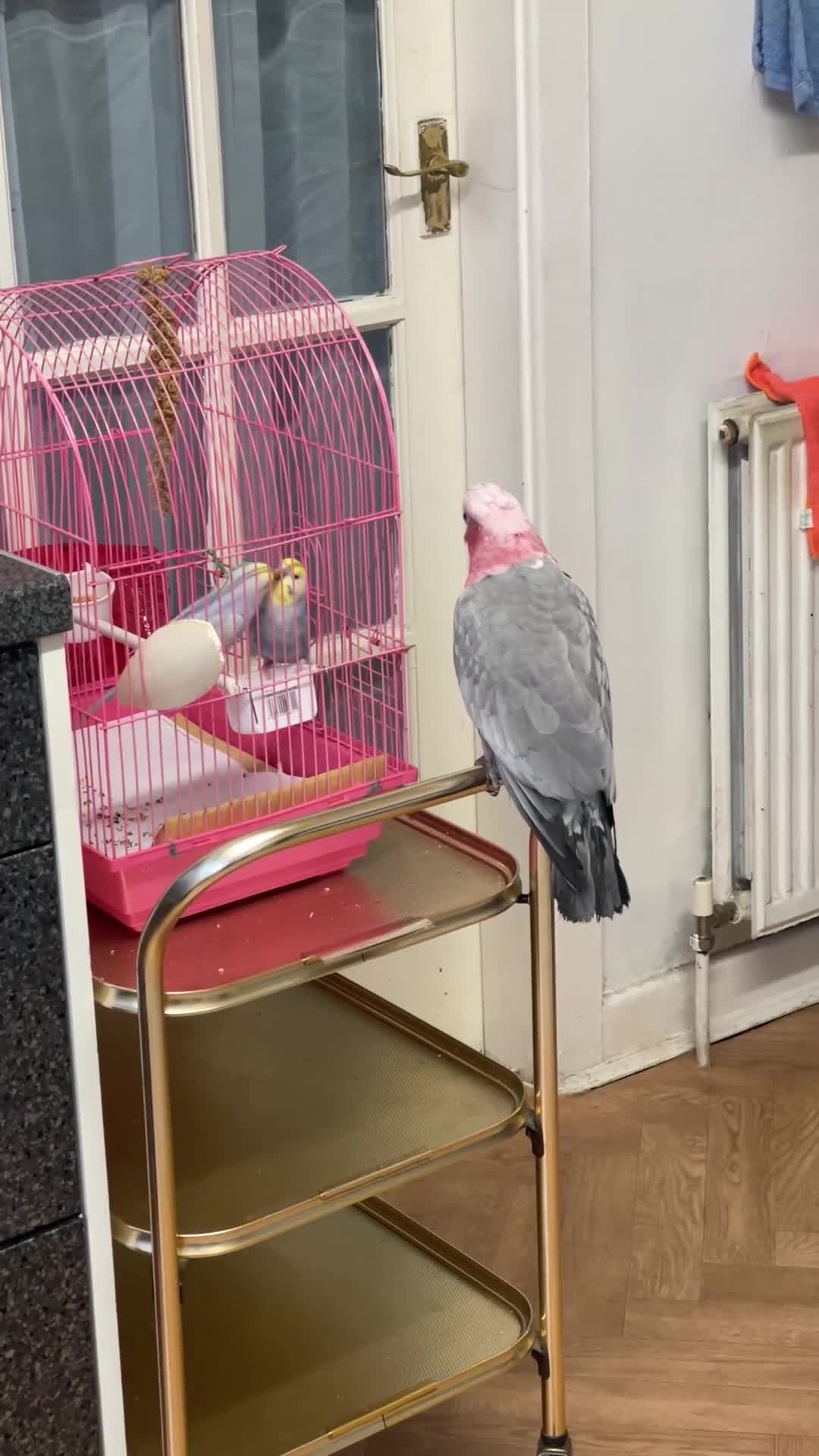 Parrots birds for sale: Gorgeous Gallah  in Halifax - Video 1