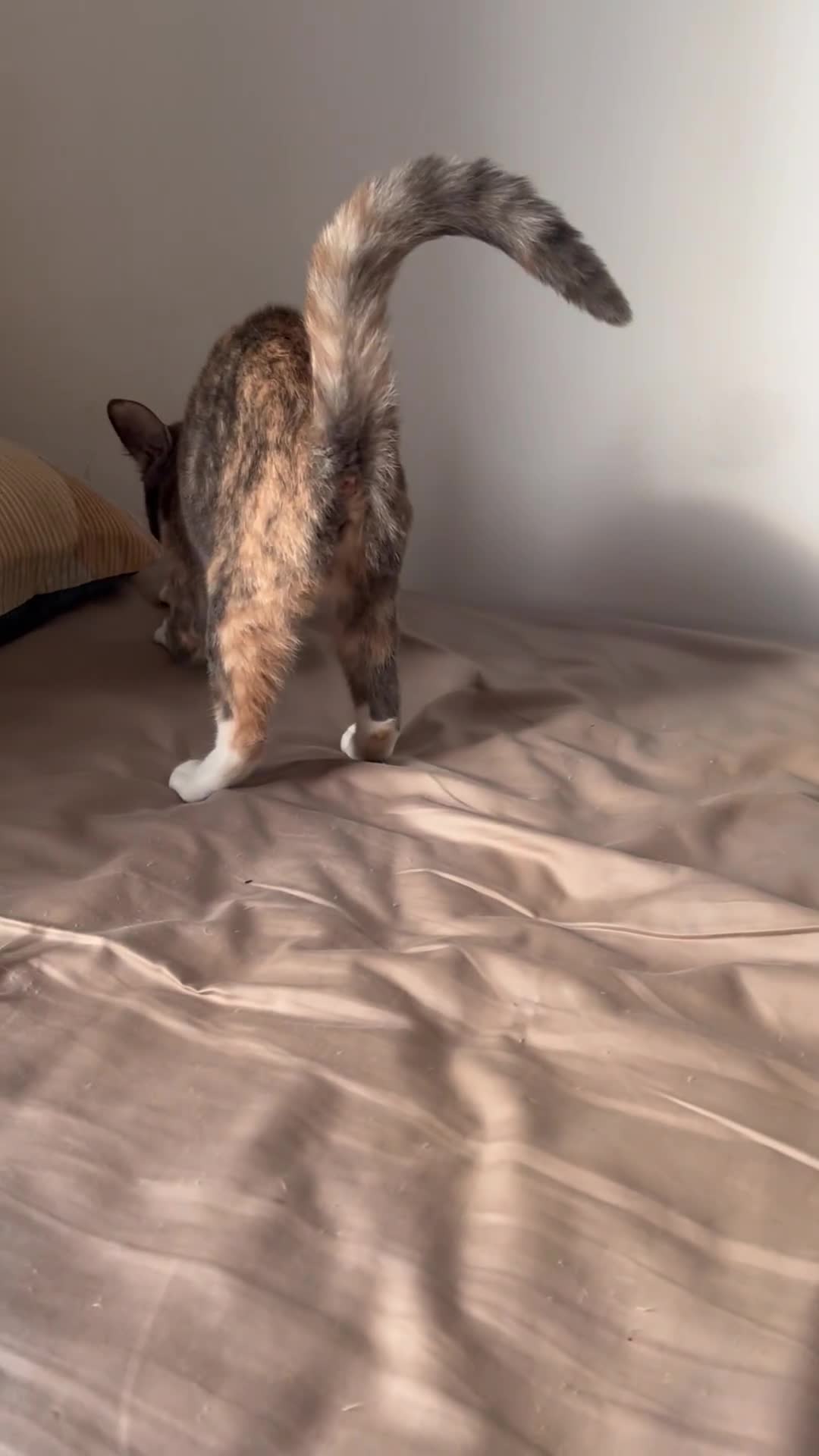 Mixed Breed cats for sale: Price: £30 - 6 multiple breeds of kitten  in Oldham - Video 2