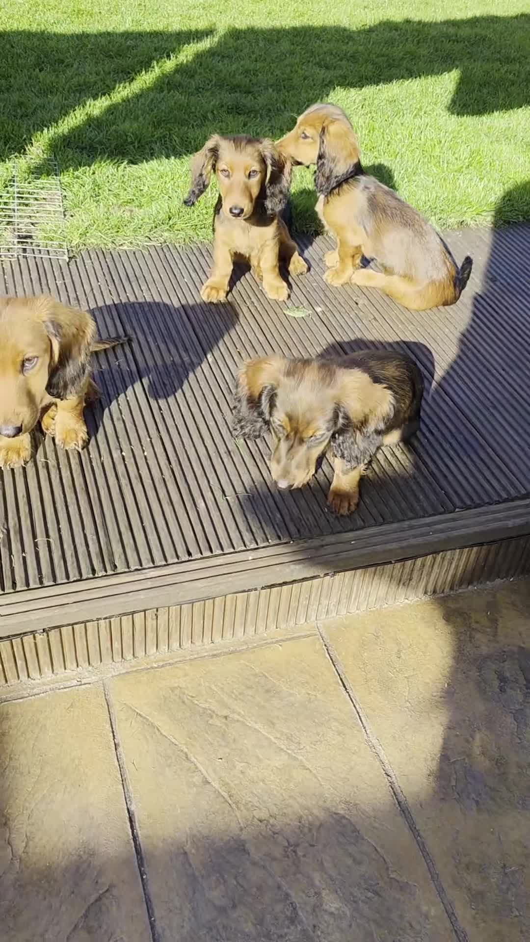 Dachshund dogs for sale: Red long-haired standard dachshund puppies - Video 2