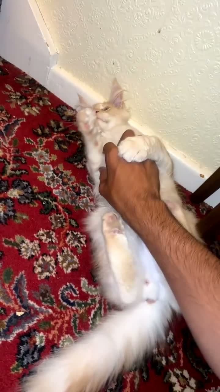 Maine Coon cats for sale: 4 month mainecoon kitten - Video 1