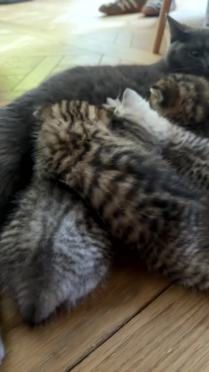 British Shorthair cats for sale: 4 x British Shorthair Kittens - Video 3