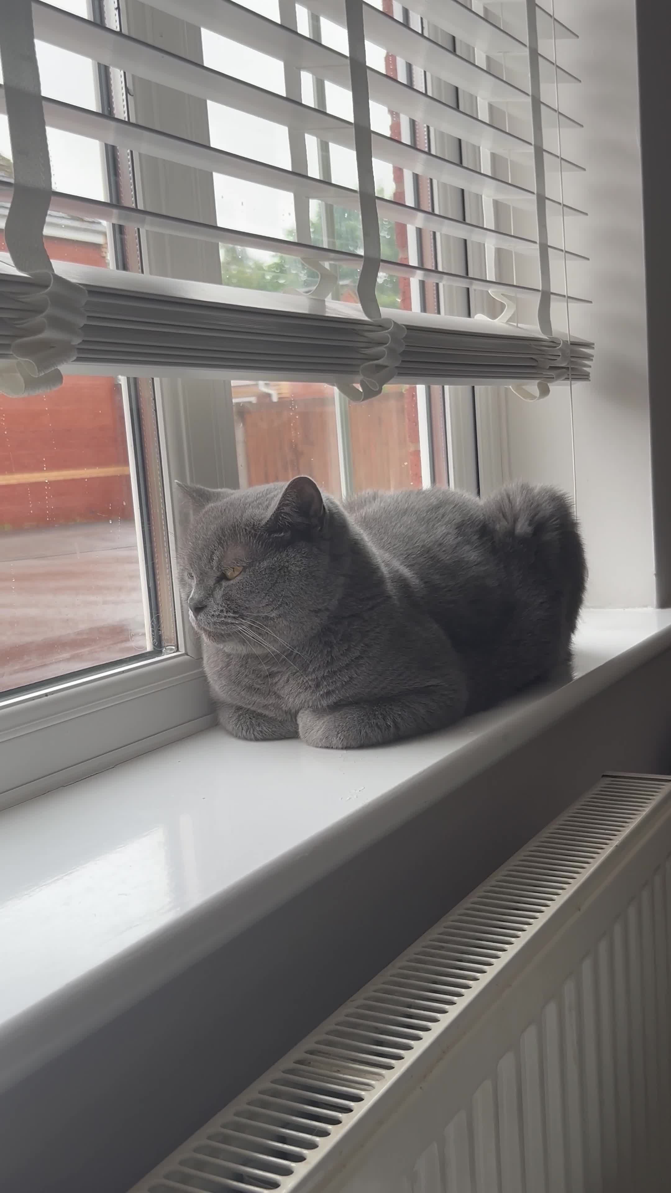 British Shorthair cats for sale: British Shorthair & DSH - Bonded House Cats - Video 2