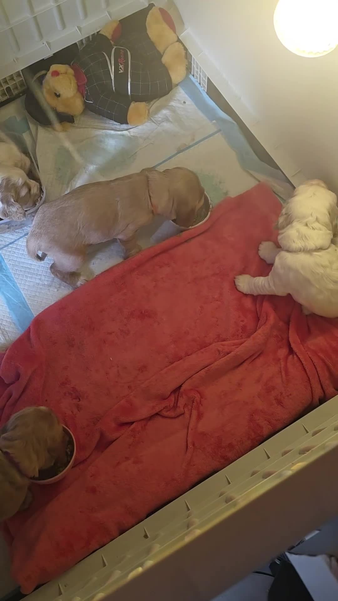 Cocker Spaniel dogs for sale: Cocker spaniel pups - Video 1