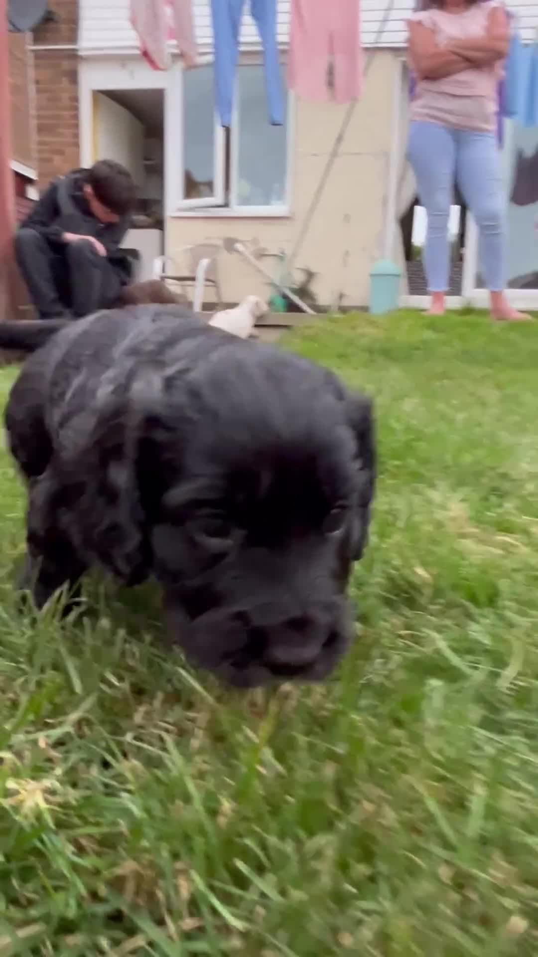 Cocker Spaniel dogs for sale: Merle Cocker Spaniel puppies 💖✨ - Video 3