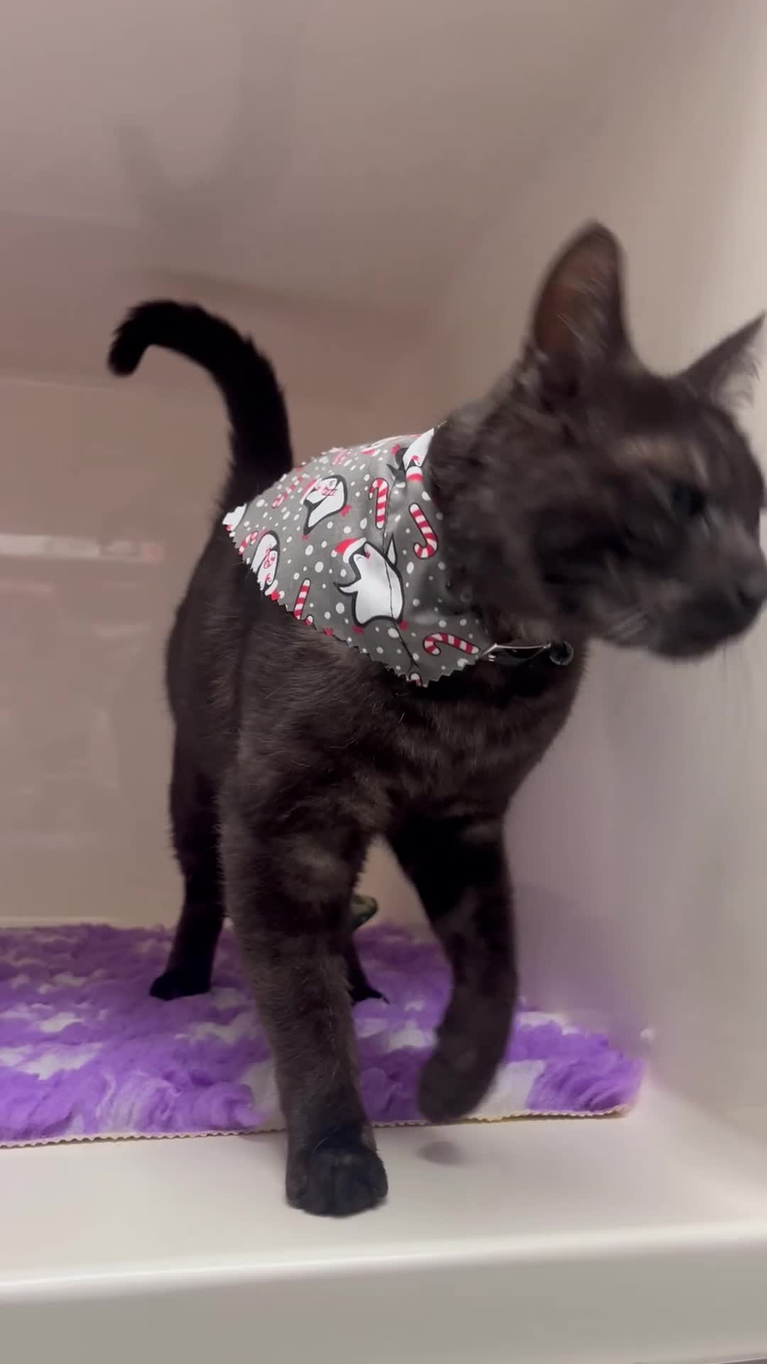 Domestic Shorthair cats for sale: Archie - 6 Year Old Ghost Tabby for Rehome - Video 1