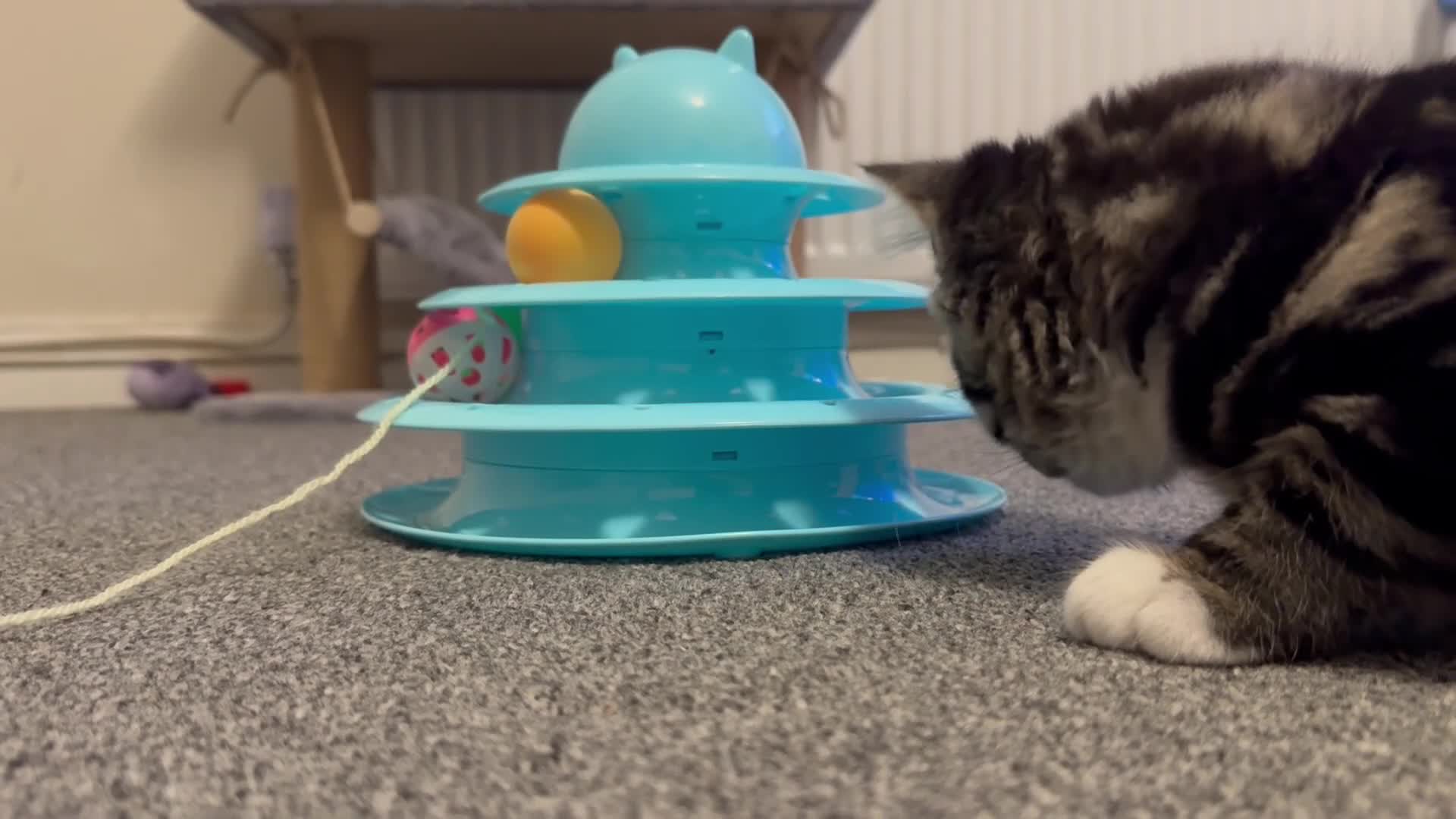 British Longhair cats for sale: Beautiful fluffy boy kitten - Video 1