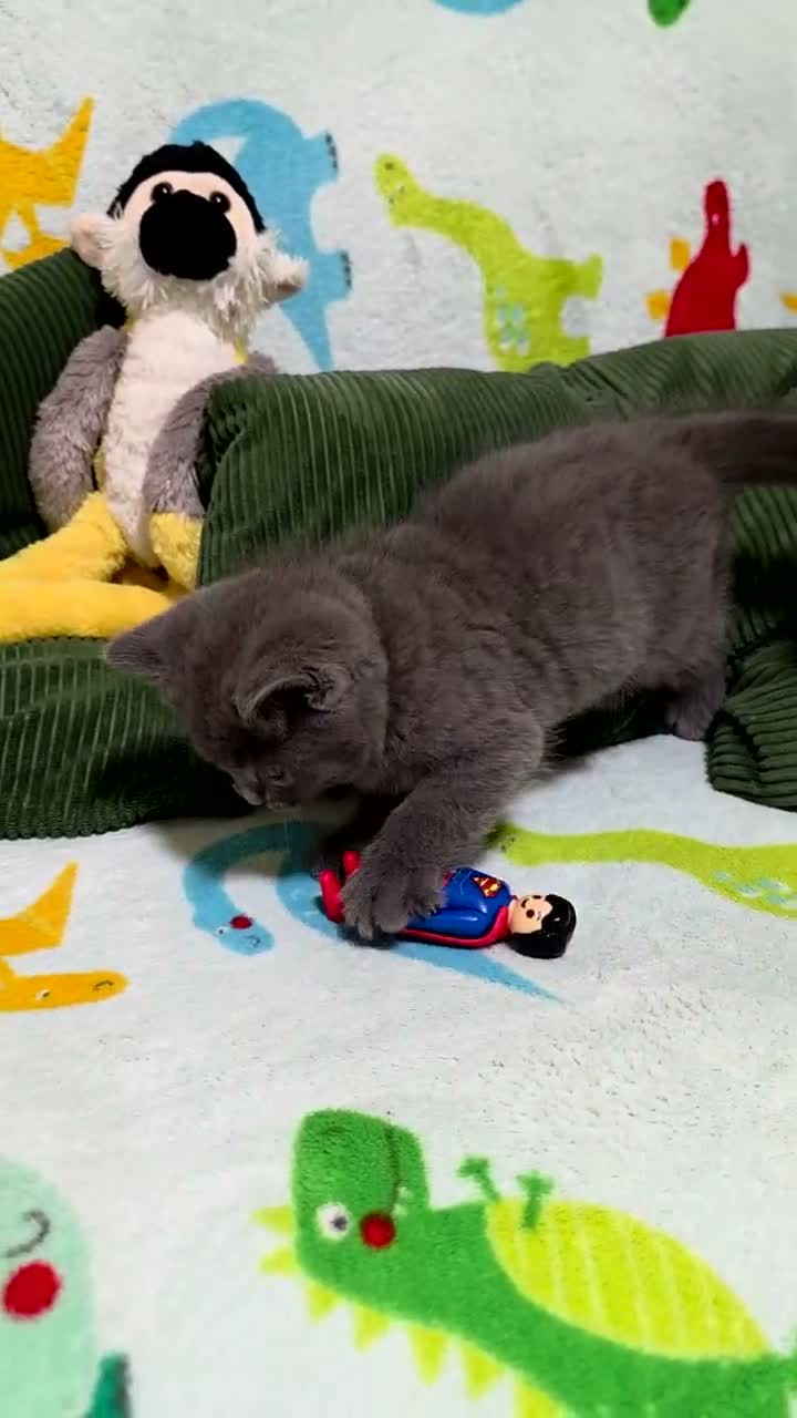 British Shorthair cats for sale: Lovely British shorthair kittens 😸  - Video 2