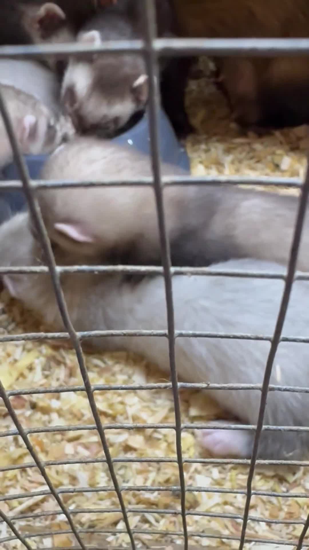 Ferret rodents for sale: Polecat kits  hobs and Jill’s  - Video 2