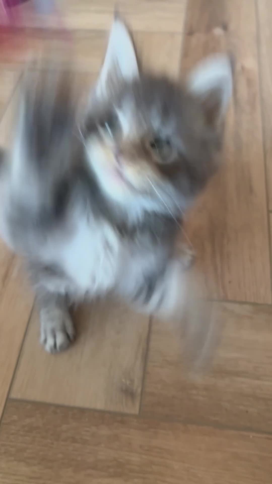 Maine Coon cats for sale: READY NOW. Tica registered mainecoon kittens - Video 2