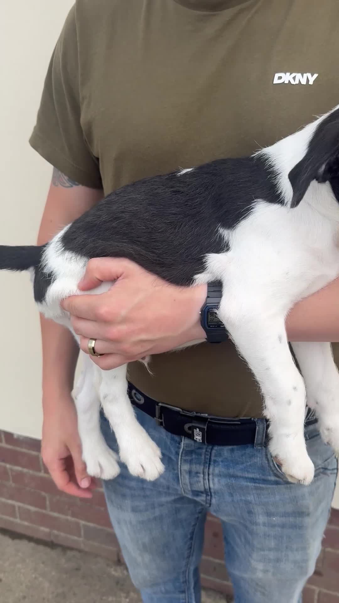 Mixed Breed dogs for sale: 2 pups left! Labrador X Whippet Lurcher Puppies 🐶 - Video 1