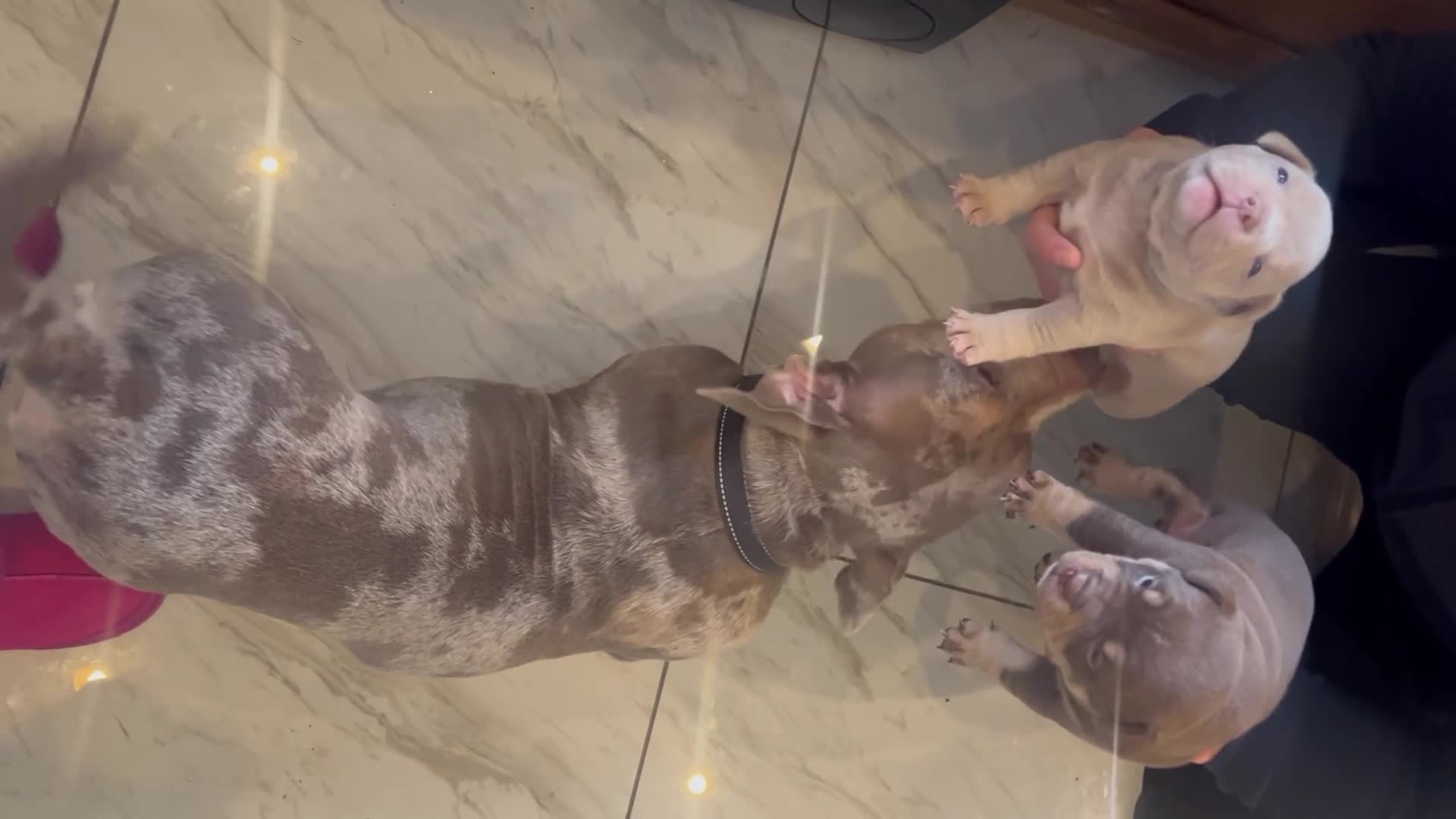 American Bully dogs for sale: New vids litter available in 5 weeks read ad  - Video 3