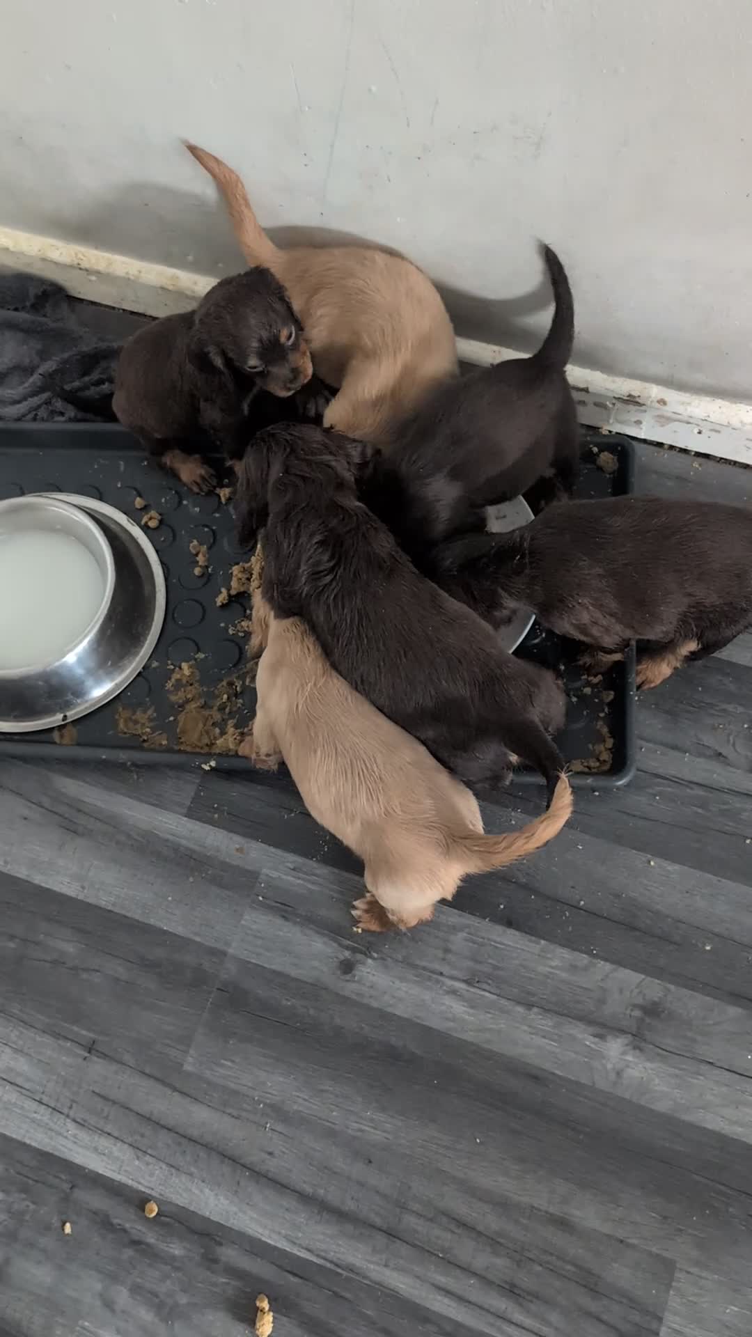 Cocker Spaniel dogs for sale: 2 working cockers  - Video 1